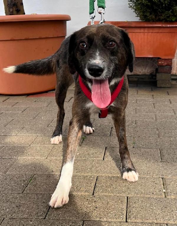 CASPER DOLCE CAGNOLINO Foto 4